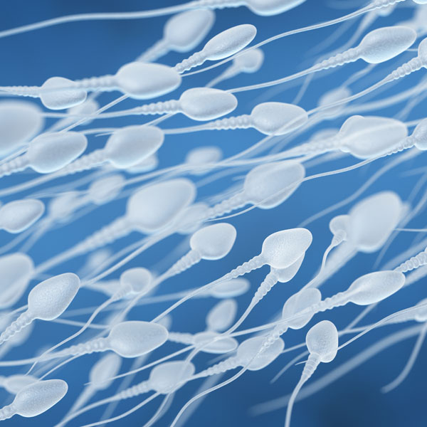 Эякулят. Сперматозоїди. Sperm.